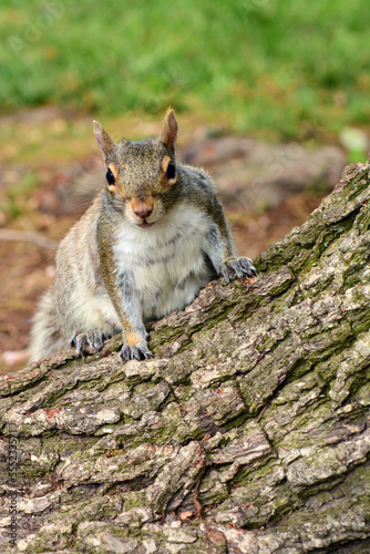 A female eastern gray squirrel, looking for a handout in a public park.; Public Garden, Boston, Massachusetts.