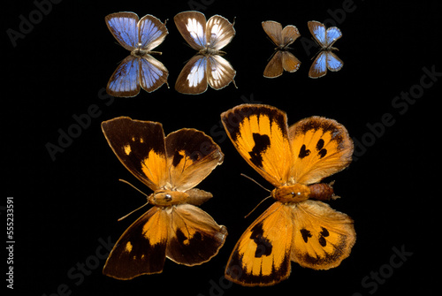 Male and female specimens of   butterflies. See below for species.; Brisbane, Australia.