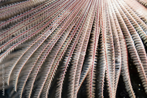 A close view of the tentacles of a feather duster worm.; Kaneohe Bay, Coconut Island, Oahu, Hawaiian Islands. photo