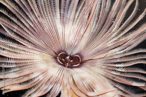 Tentacles and mouth of a large featherduster worm.; Kaneohe Bay, Coconut Island, Hawaiian Islands. photo