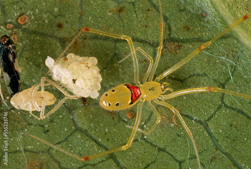 The happy face spider, Theridion grallator with eggs and prey in web.; Maui, Hawaiian Islands. photo