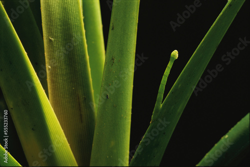 An inchworm (Eupithecia orichloris) blends with a leaf of screw pine.; Maui, Hawaiian Islands. photo