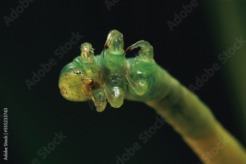 Close view of the six legs of a Eupithecia orichloris caterpillar.; Maui, Hawaiian Islands. photo