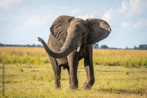 African elephant (Loxodonta africana) walks swinging trunk in sunshine in Chobe National Park; Botswana