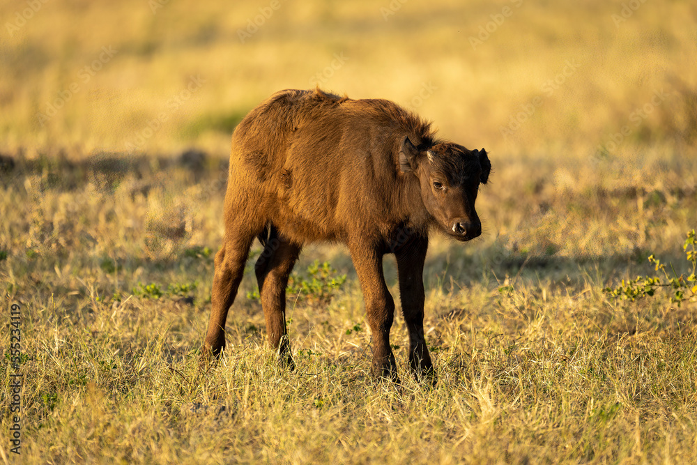 Cape buffalo calf (Syncerus caffer) stands in golden light in Chobe National Park; Botswana