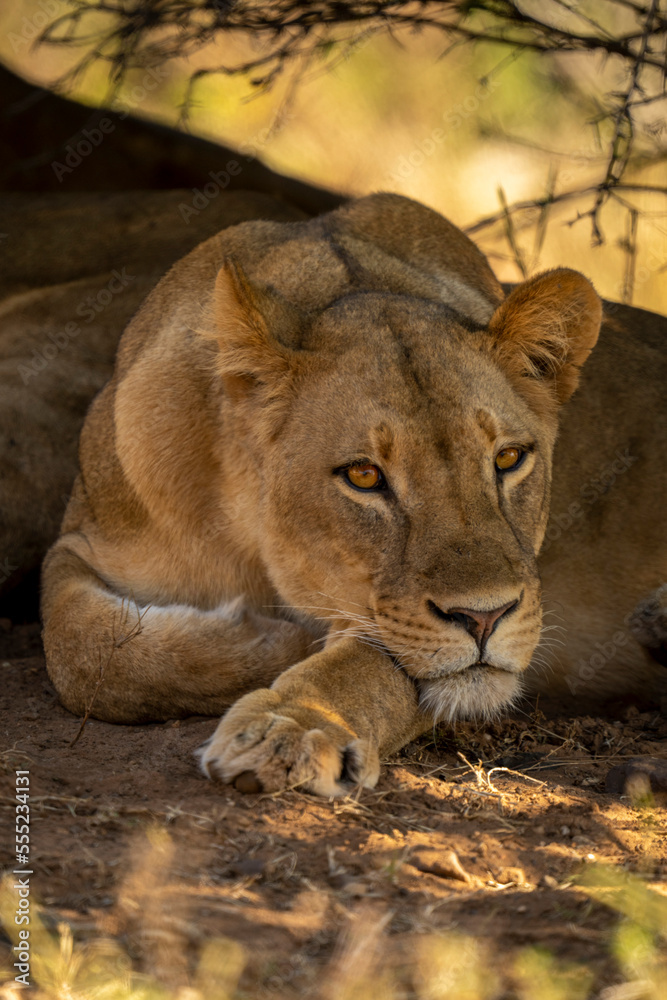 Close-up of lioness (Panthera leo) lying with catchlight in bushes in Chobe National Park; Botswana Close-up of lioness (Panthera leo) lying with catchlight in bushes in Chobe National Park; Botswana
