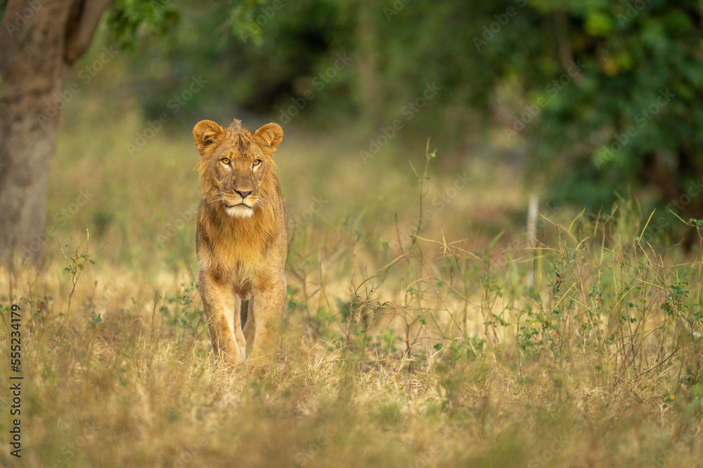 Male lion (Panthera leo) stands in grass facing camera in Chobe National Park; Botswana Male lion (Panthera leo) stands in grass facing camera in Chobe National Park; Botswana