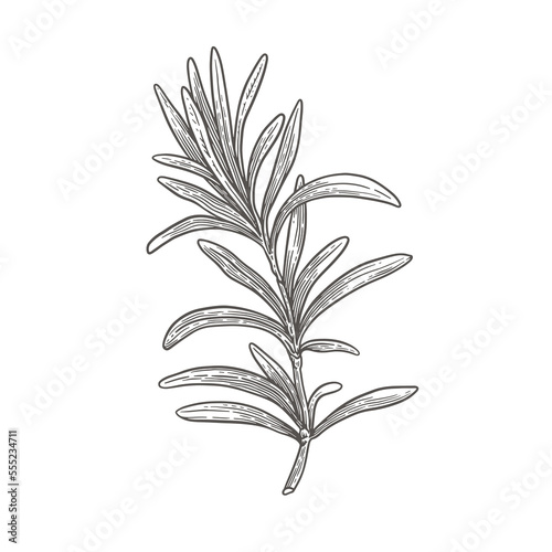 Rosemary branch on a light background isolated. Hand-drawn spicy herb for cooking. The concept of organic food. Vector illustration.