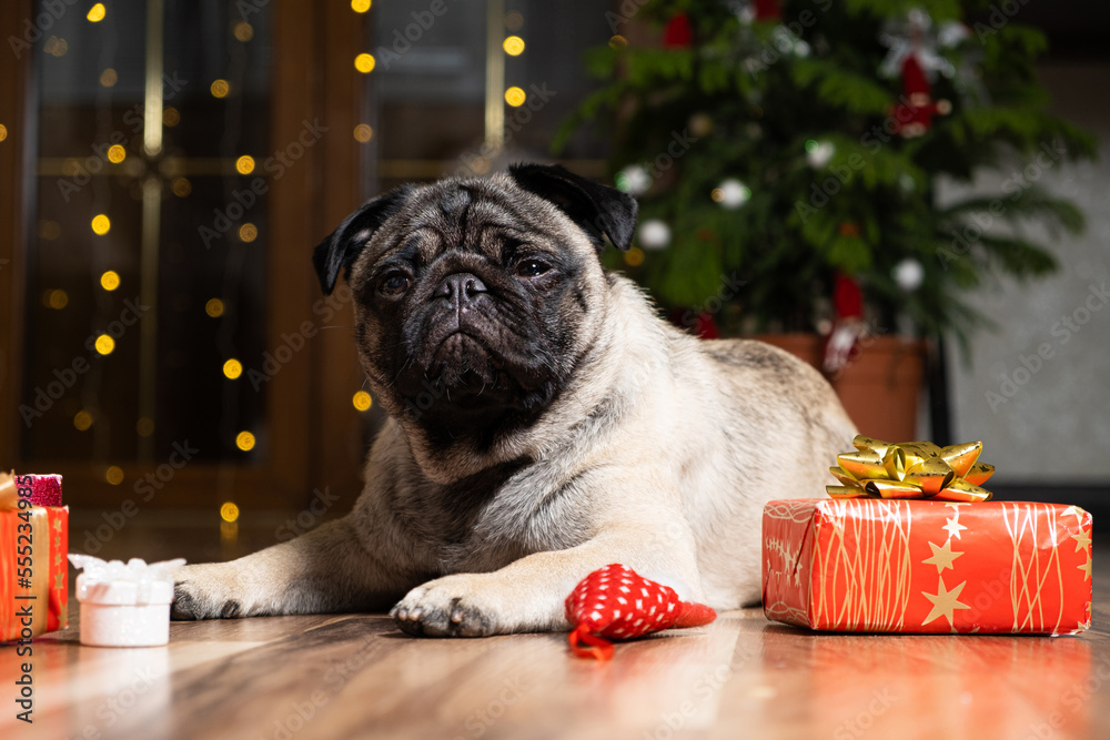 A cute pug sits near a Christmas tree. Christmas, New Year and dogs, pets.