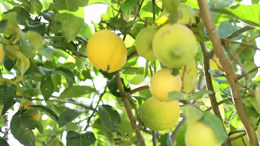 Big yellow ripe Lemons hanging on the tree with sunshine. Mediterranean agriculture. Winter ripe lemons harvest Big yellow ripe Lemons hanging on the tree with sunshine. Mediterranean agriculture. Winter ripe lemons harvest