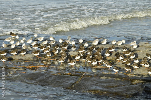 Banc de mouettes sur l'un des brise-lames pendant la marée haute à Blankenberge