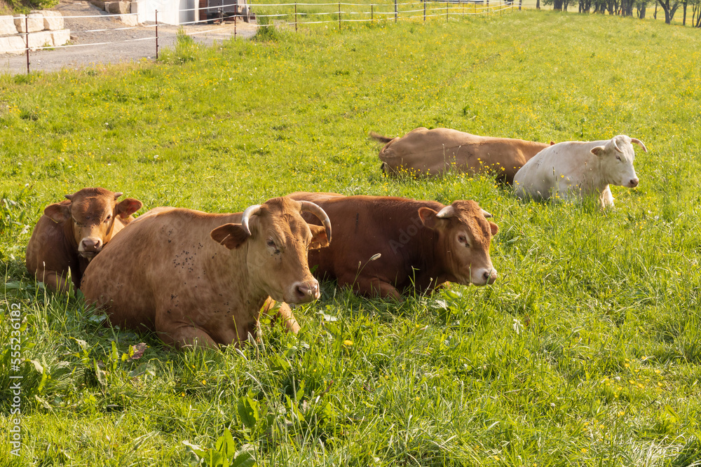 Brown and tan cows resting in a green field Brown and tan cows resting in a green field