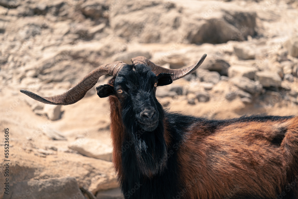goat on the mountains of mallorca