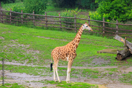 Very beautiful giraffe. Background with selective focus and copy space