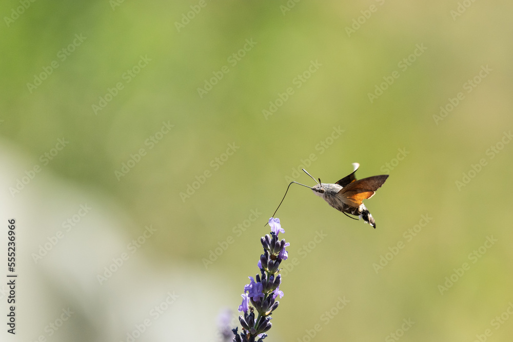 butterfly pollinating in lavender flowers butterfly pollinating in lavender flowers