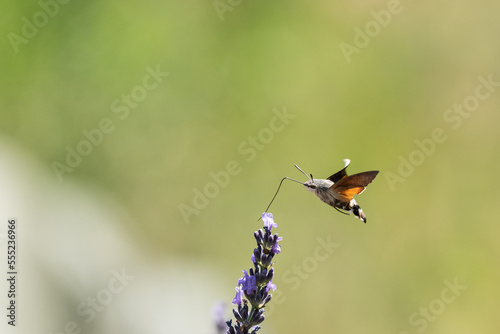 butterfly pollinating in lavender flowers