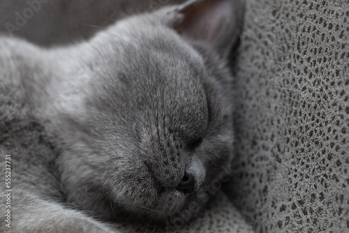 British blue cat on a gray background © Vlad