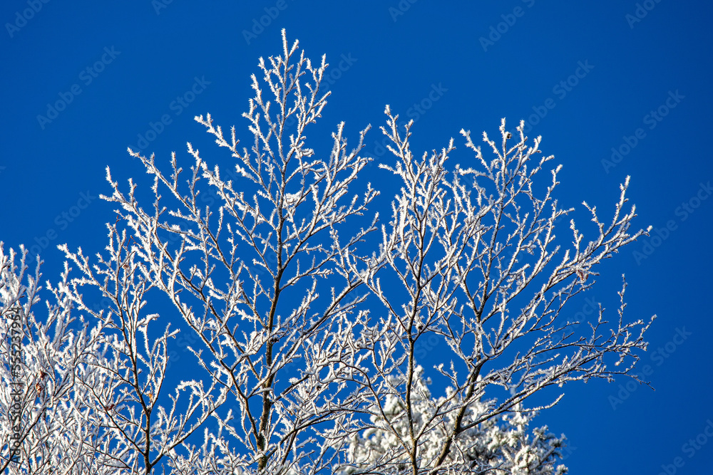 plants in winter occupied with ice crystals in sunlight plants in winter occupied with ice crystals in sunlight
