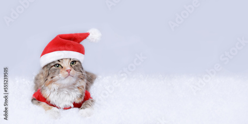 Kitten rests on white snow. Cat in Santa costume looks at the camera. Kitten on a white background. Merry Christmas. Web banner. Cat in a xmas red hat. Holiday background. Empty space for text. 2023