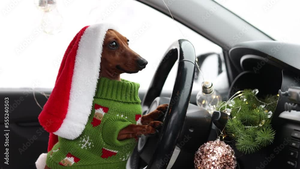 a cute funny dachshund dog in a Santa hat and a green knitted sweater is driving a car for the New Year. The concept of Christmas. dog in the car for the new year