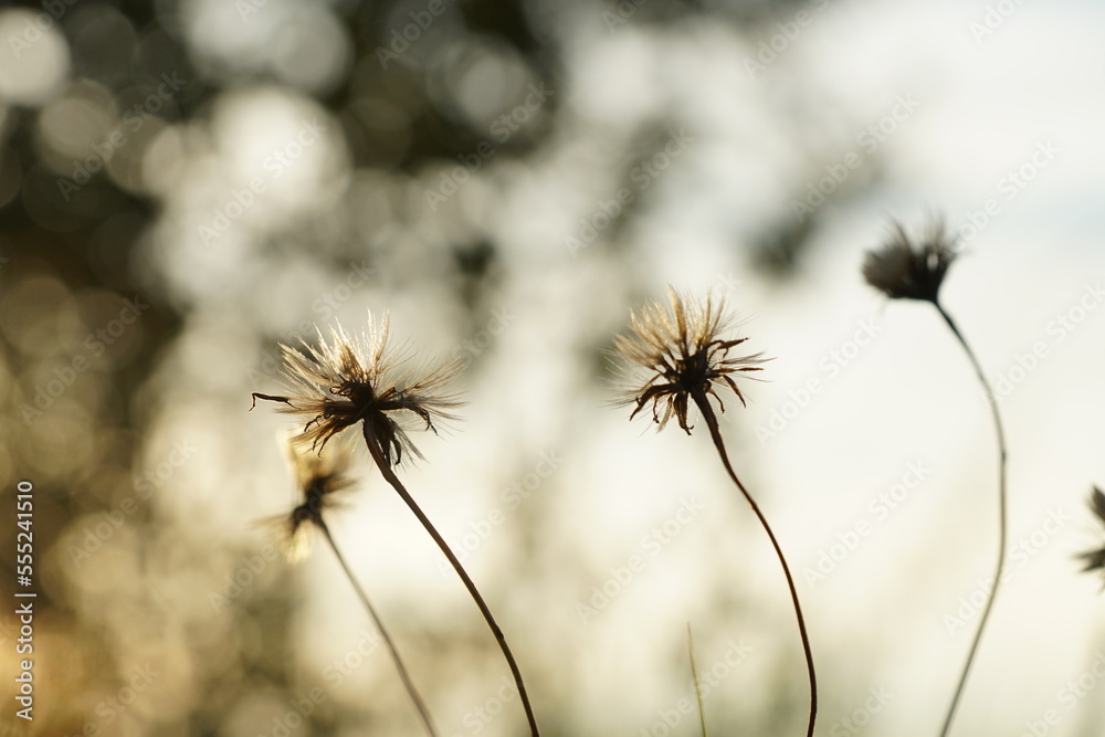 dandelion in the wind dandelion in the wind