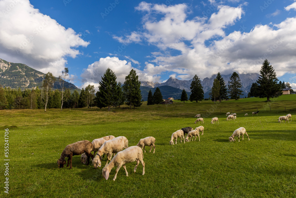 Obraz premium sheep in the mountains