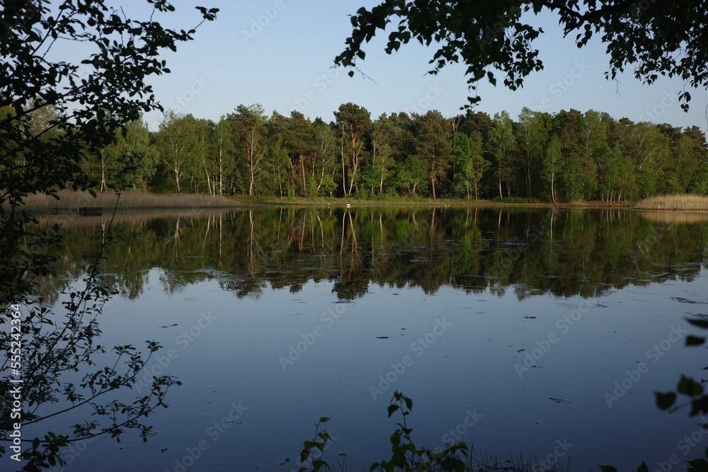 Fototapeta premium reflection of trees in water