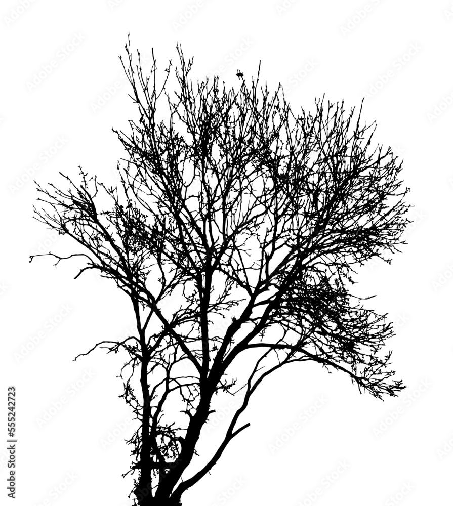 Fototapeta premium Tree silhouettes. Black branches of a tree. Vector illustration
