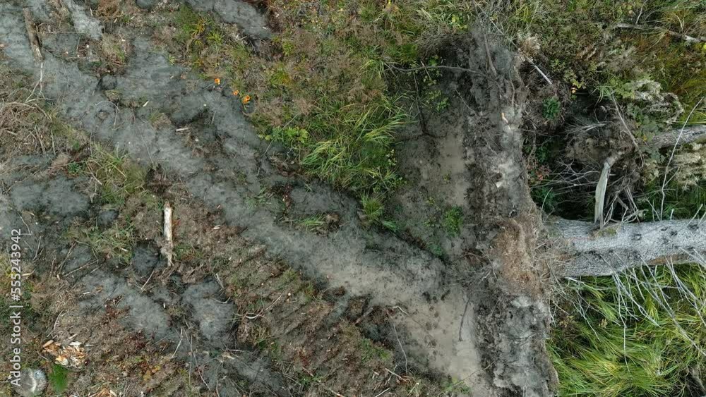The uprooted spruce tree from the forest ground as seen on an aerial view in Estonia The uprooted spruce tree from the forest ground as seen on an aerial view in Estonia