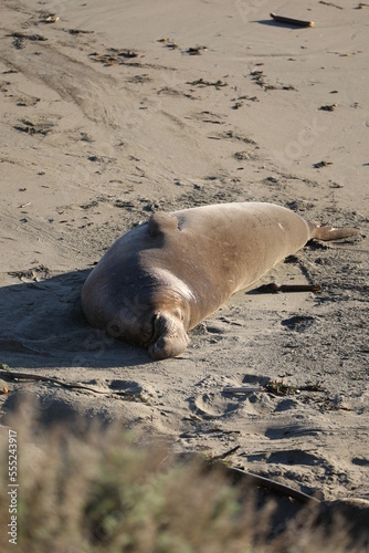 Elephant Seal on sand in Big Sur California