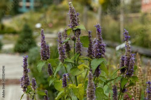 Korean Mint Agastache rugosa flower blossom photo