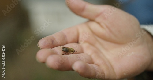 Male beekeeper's hand holding honey bee on fingers
