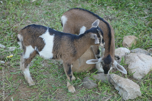 Mom and baby goats on rural farm in Guatemala