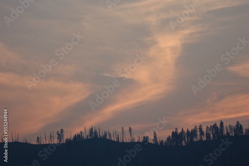 Pink and orange sunset above scraggly pine trees in burn area in Idaho