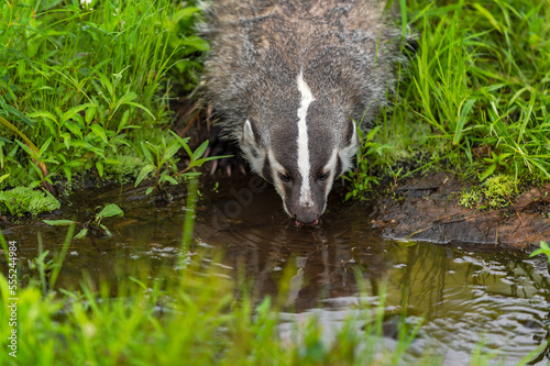North American Badger (Taxidea taxus) Drinks From Small Pond Summer photo