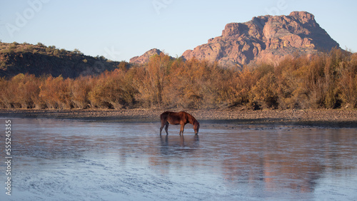 Fotografia Early morning view of dun wild horse stallion grazing on eel grass in front of R