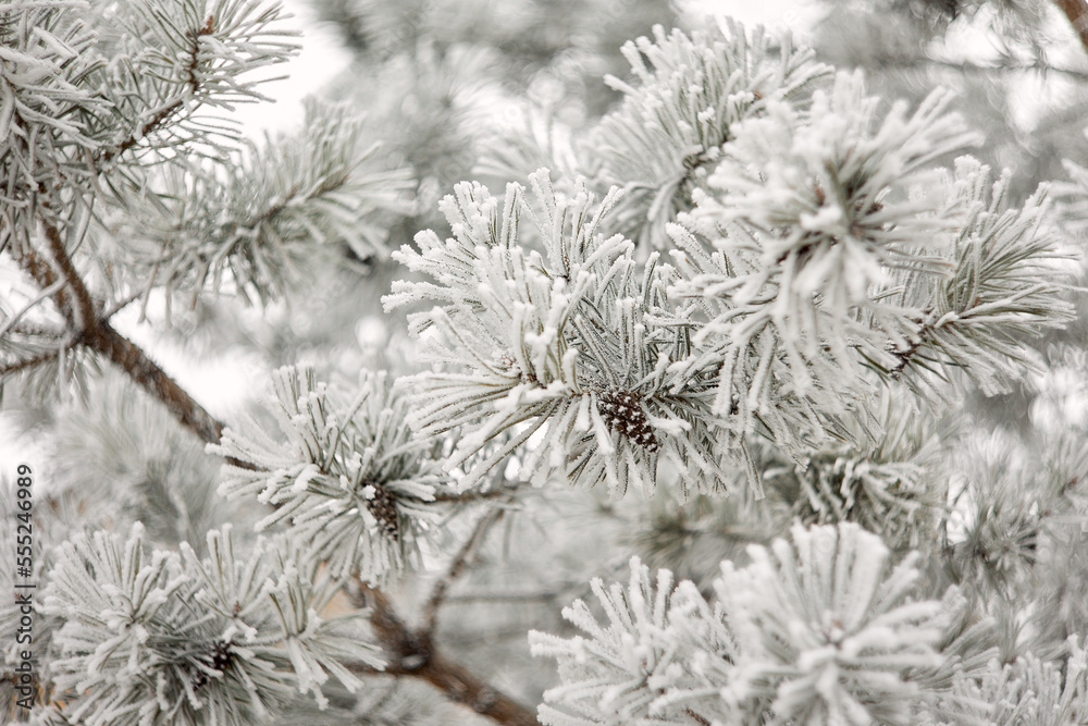 Frosty pine cones hanging from evergreen branches with falling snow