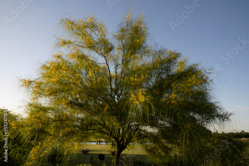 View of a Parkinsonia aculeata, also known as Cina Cina tree, with beautiful green leaves and yellow flowers, growing in the garden at sunset. photo