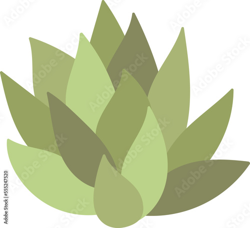 Succulent for terrarium flat icon Houseplant decor element