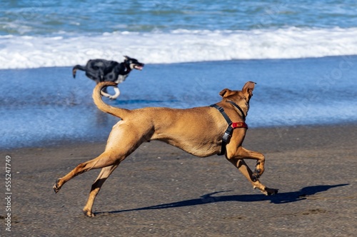 dogs running on the beach
