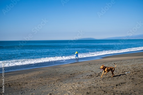 Fototapeta Naklejka Na Ścianę i Meble -  dog running on the beach