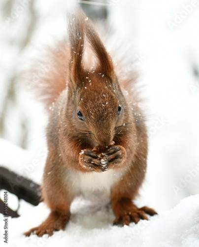 Brown red squirrel in winter park