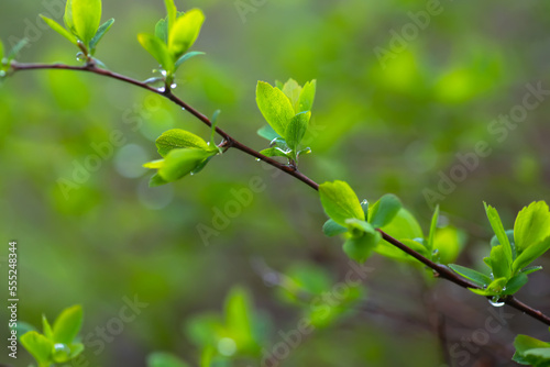 branch with beautiful young green leaves in background of sun's rays. Blurry green background. A natural spring scene with copy space. Spiraea x vanhouttei, Bridal Wreath, Vanhoutte Spirea.