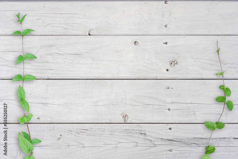 Fototapeta premium 木目背景とグリーン