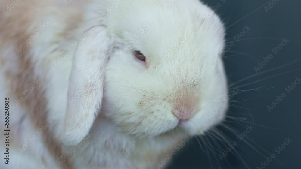a cute fluffy dwarf rabbit sits on a blue chair. a cute fluffy dwarf rabbit sits on a blue chair.