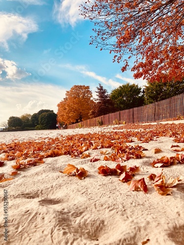 autumn leaves at the beach