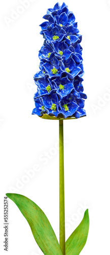 Beautiful flower imitation. Series of 7 Hyacinth for further image montages.