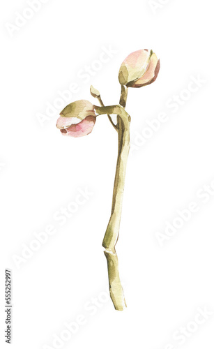 Watercolor branch clipart. Floral spring illustration
