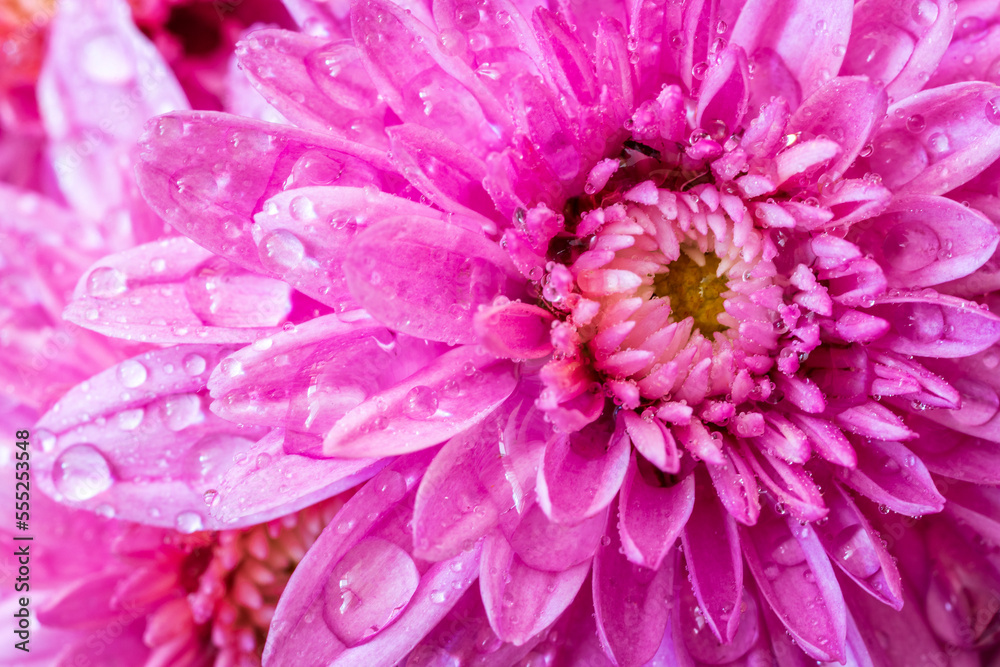 A close view of a beautiful pink flower with water drops.