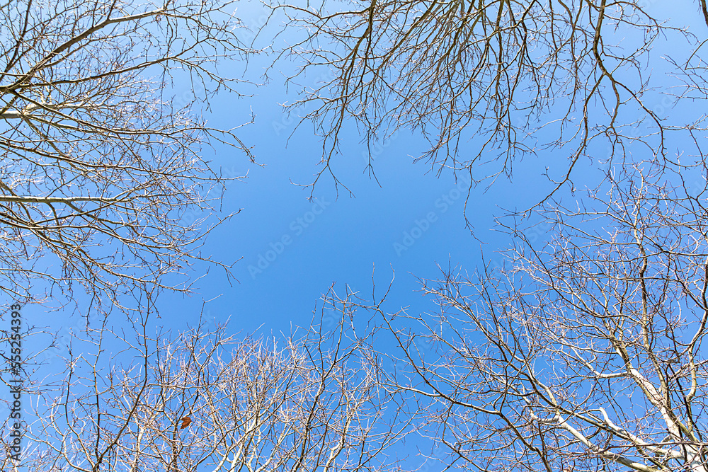 Obraz premium tree in winter with leaveless branches with blue sky